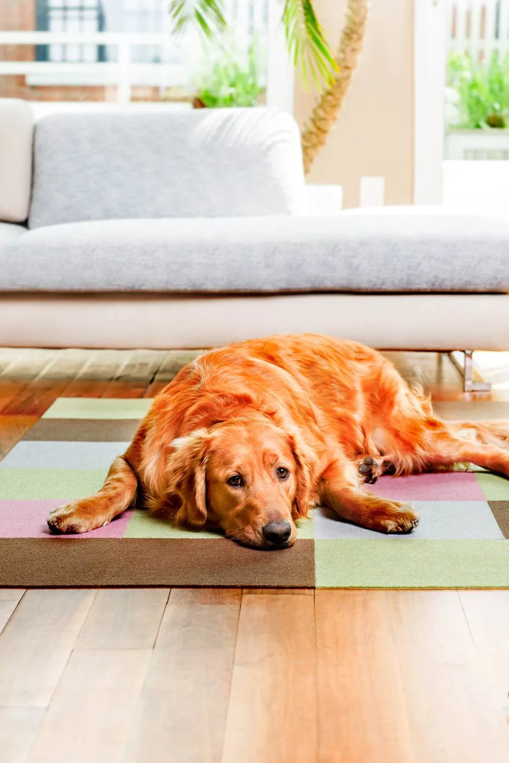 25% OFF: Triluc Non-Slip Washable & Water-Repellent Pet Mat (Light Blue 4-Piece)