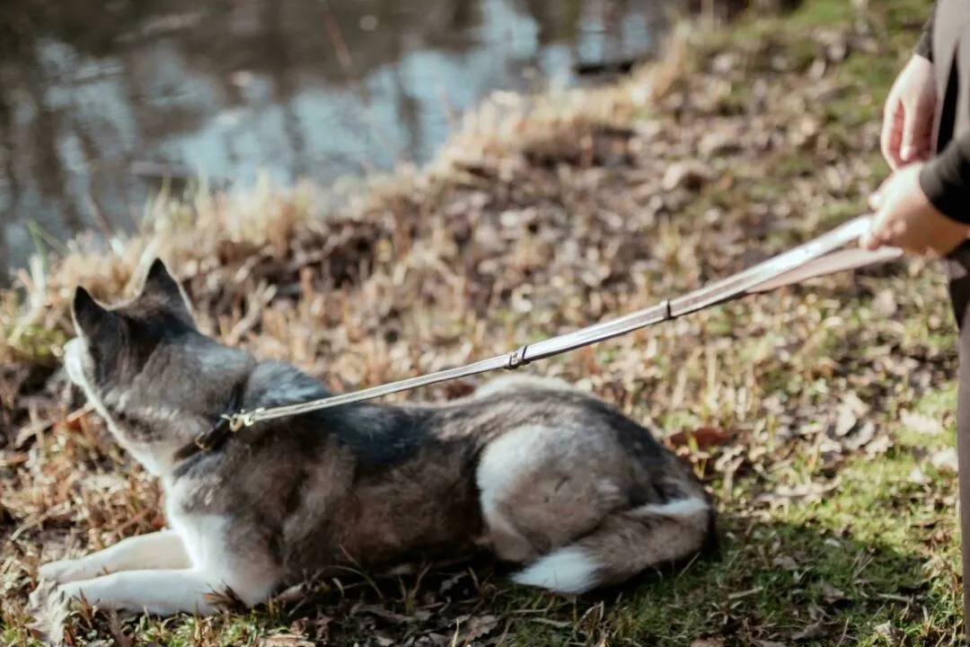 Adjustable Dog Lead