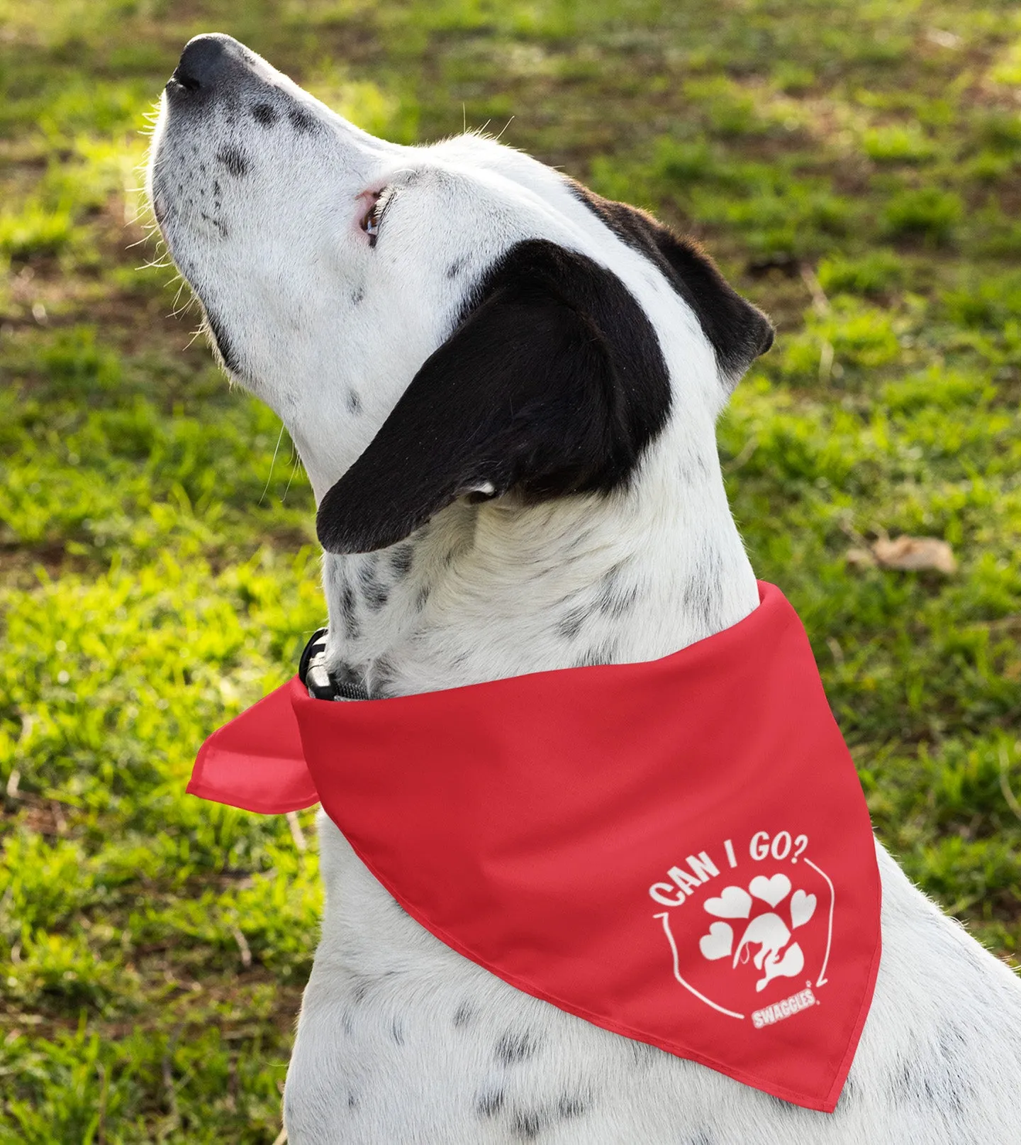 Bandanas