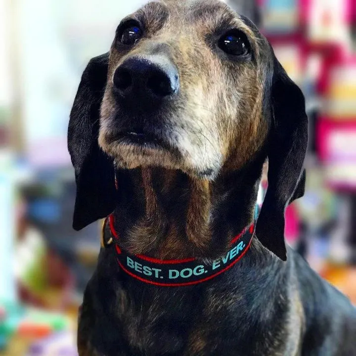 Collar | Best. Dog. Ever.