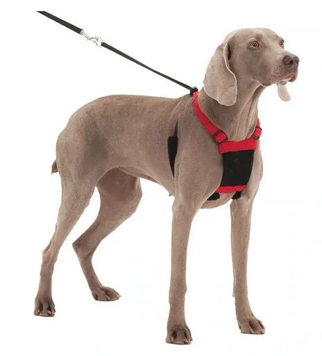 Sporn Non Pulling Dog Harness